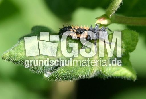 Marienkäfer-Valentin-3.jpg